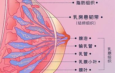 悬韧带修复仪如何修复胸部悬韧带？搭配按摩手法效果更好？